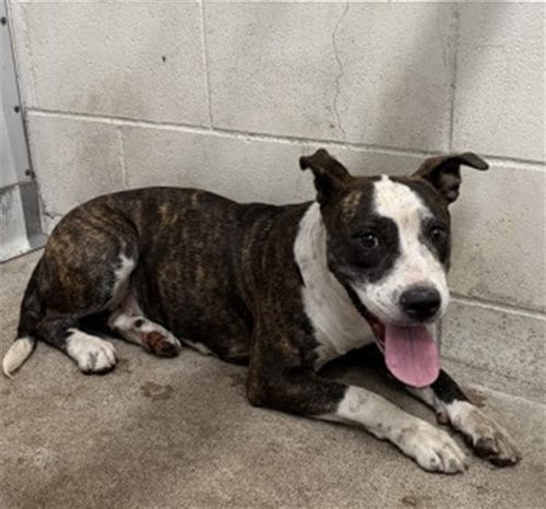 Photo of Ayla Rose, adoptable Pit Bull Terrier in San Bernardino, California