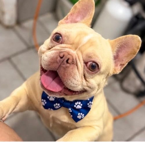 Photo of Bobby, adoptable French Bulldog in Margate, Florida