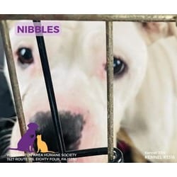 Photo of Nibbles, adoptable American Pit Bull Terrier in Eighty Four, Pennsylvania
