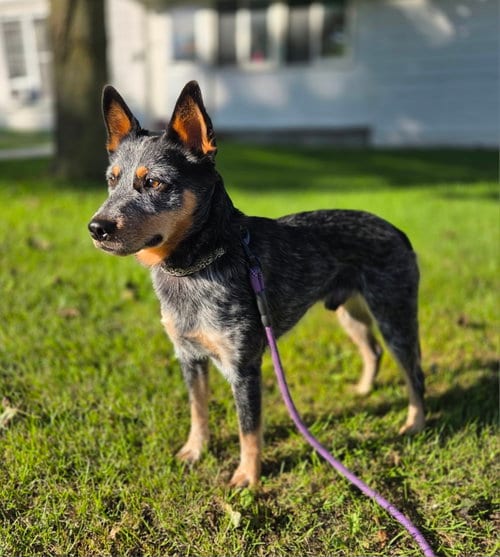 Photo of Eddy, adoptable Australian Cattle Dog/Blue Heeler in Garden City, New York