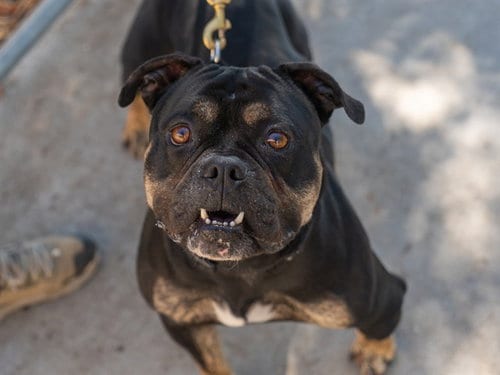 Photo of Tyrus, adoptable Pit Bull Terrier in Martinez, California