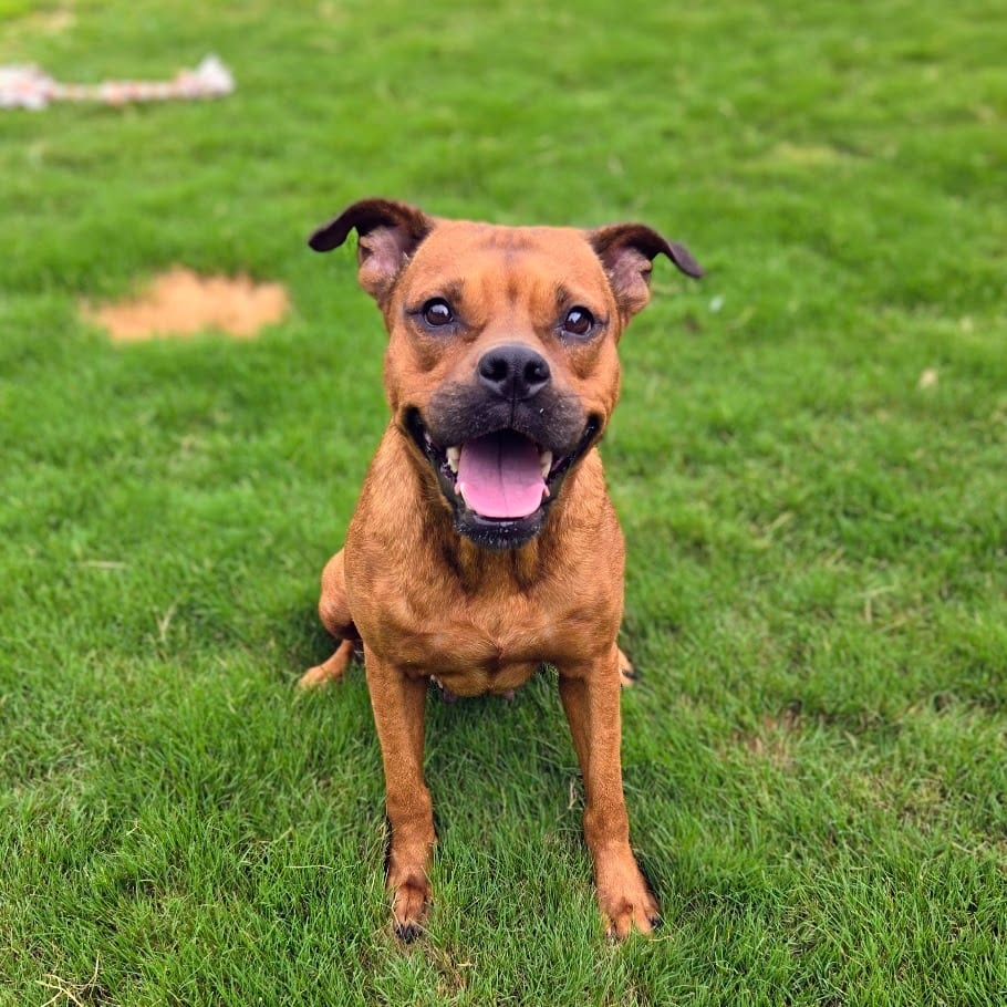 Photo of Eliza, adoptable Mixed Breed in Douglasville, Georgia