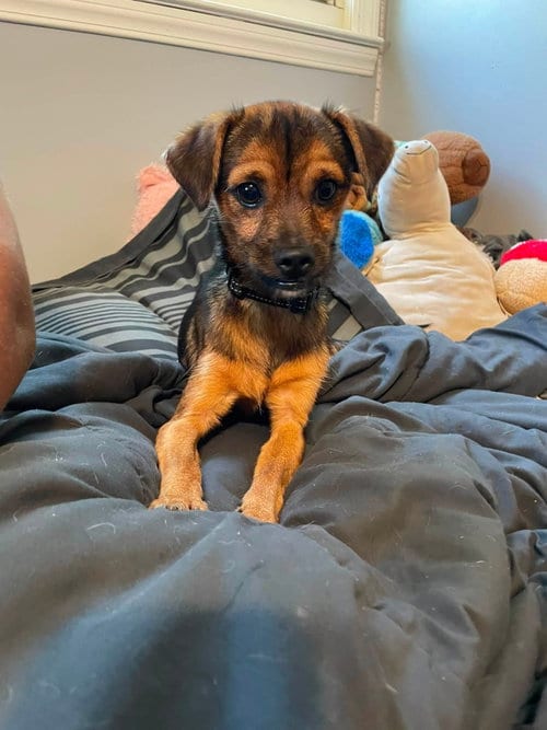 Photo of York, adoptable Terrier in Holbrook, New York