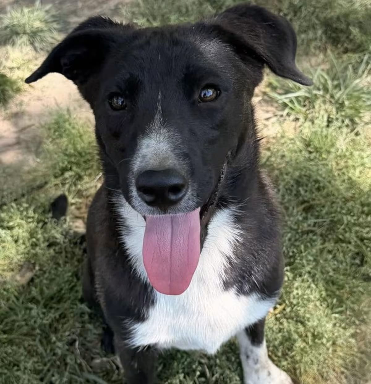 Photo of Todd, adoptable Border Collie in Johnston, Rhode Island