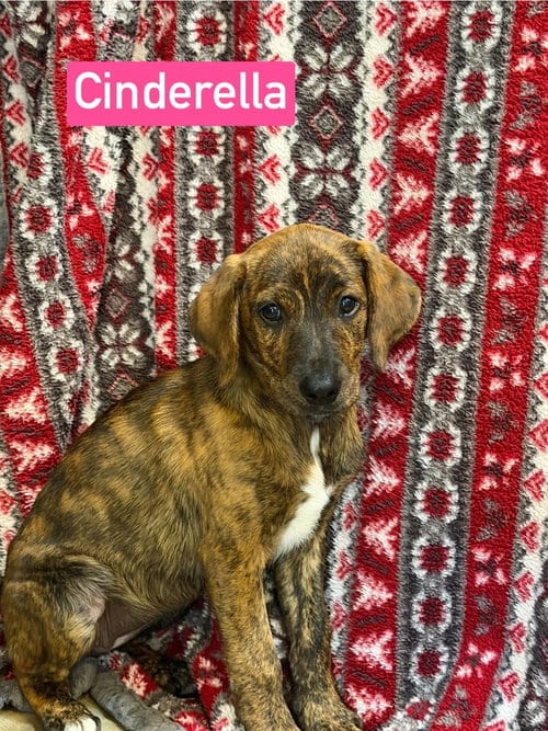 Photo of Cinderella, adoptable Plott Hound in Warrenton, Missouri