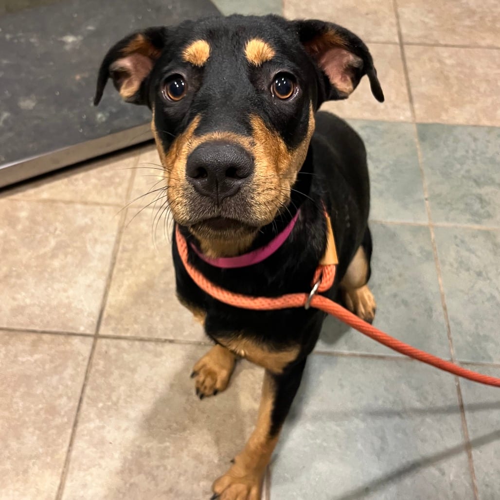 Photo of Kiara, adoptable Mixed Breed (Medium) in Chattanooga, Tennessee