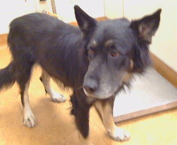 Photo of Hercules, adoptable German Shepherd Dog in Sacramento, California