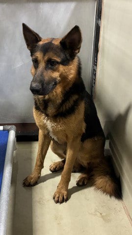 Photo of Vader, adoptable German Shepherd Dog in Bakersfield, California