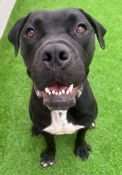 Photo of Keke, adoptable Terrier, American Pit Bull/Retriever, Labrador in The Colony, Texas