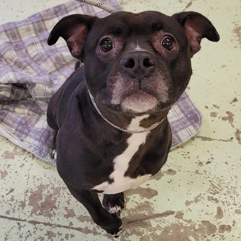 Photo of Diesel, adoptable Terrier, American Pit Bull in Middletown, New York