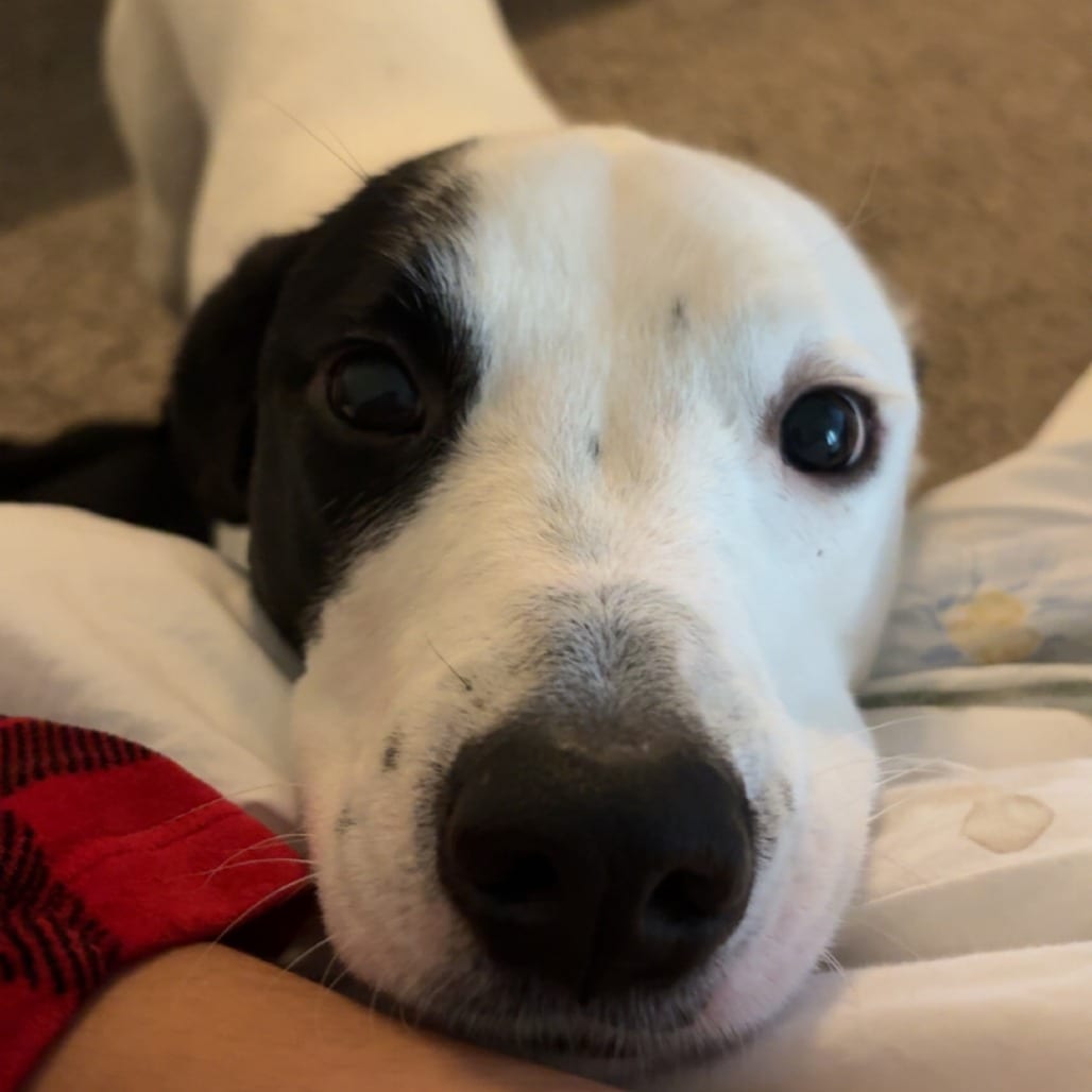 Photo of Benji - Home to Home, adoptable Collie, Border / Terrier, American Pit Bull in South Elgin, Illinois