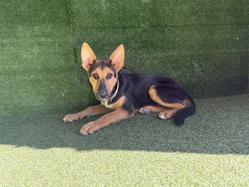 Photo of Hot Wheels, adoptable German Shepherd Dog in Lancaster, California