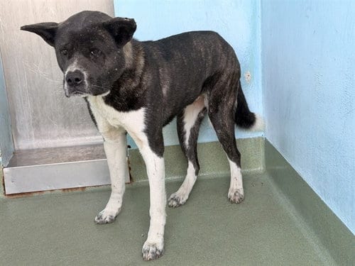 Photo of Rumi, adoptable Akita in Baldwin Park, California