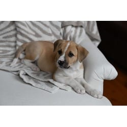 Photo of Malani, adoptable Shepherd (Unknown Type) in Medfield, Massachusetts