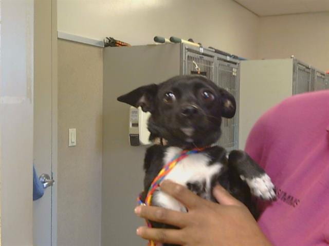 Photo of Oreo, adoptable Chihuahua - Smooth Coated mix in Sacramento, California