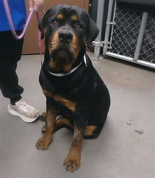 Photo of Mack, adoptable Rottweiler in Phoenix, Arizona
