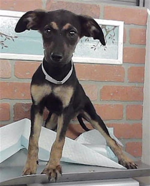 Photo of Sadie, adoptable German Shepherd Dog in Houston, Texas