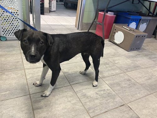 Photo of Patsy, adoptable American Pit Bull Terrier in Grand Prairie, Texas