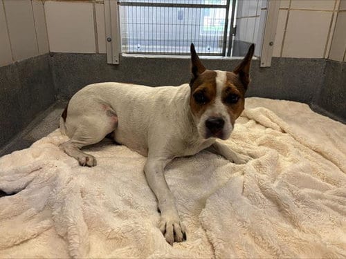 Photo of Lake, adoptable Jack Russell Terrier (Parson Russell Terrier) in San Antonio, Texas