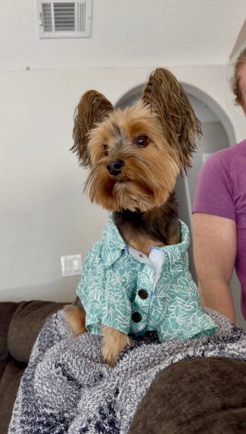 Photo of Milo, adoptable Yorkshire Terrier Yorkie in Orlando, Florida