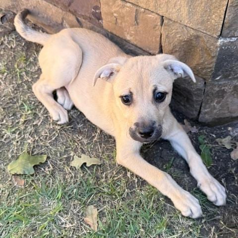Photo of Marlowe, adoptable Shepherd, German / Terrier in San Antonio, Texas