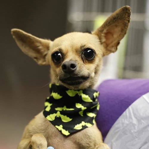 Photo of Lulu Wood, adoptable Chihuahua in San Antonio, Texas