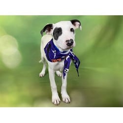Photo of Benedict, adoptable American Bulldog in Ft Lauderdale, Florida