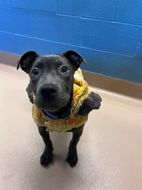 Photo of Ivy, adoptable Pit Bull Terrier in Plano, Texas