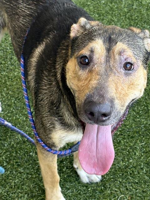 Photo of Manuel, adoptable German Shepherd Dog in Baytown, Texas