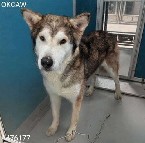 Photo of Taz, adoptable Siberian Husky in Oklahoma City, Oklahoma