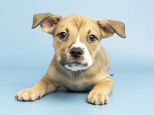 Photo of Almond, adoptable American Pit Bull Terrier in Phoenix, Arizona