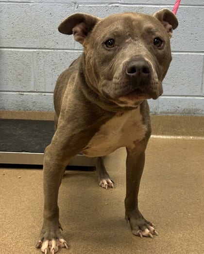 Photo of Groot, adoptable dog in Chamblee, Georgia