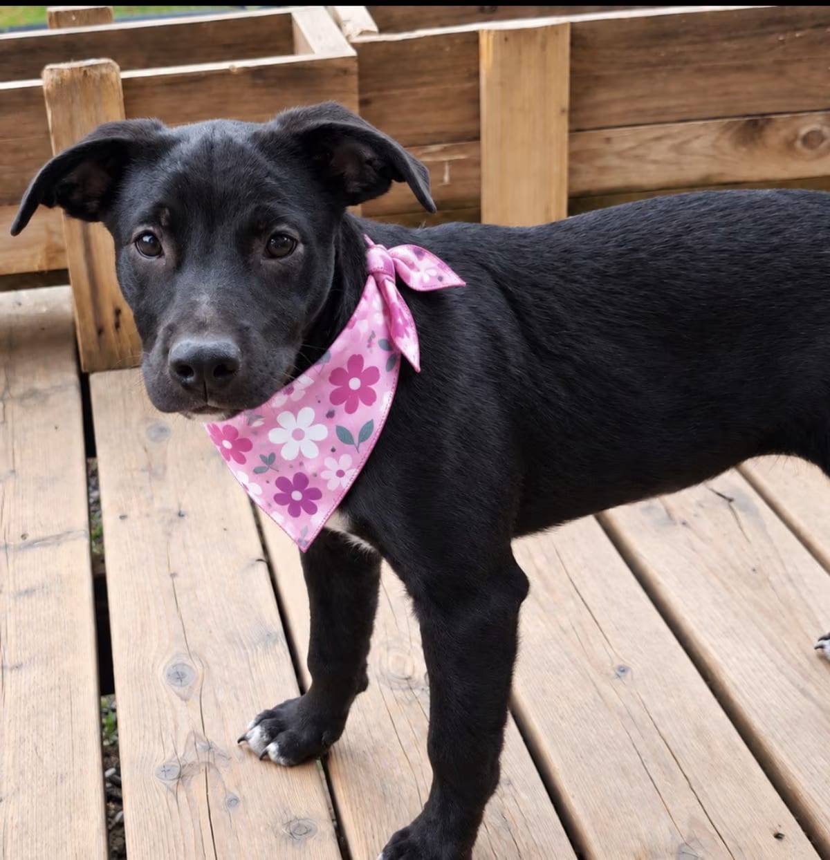 Photo of Juniper, adoptable Border Collie in Ooltewah, Tennessee