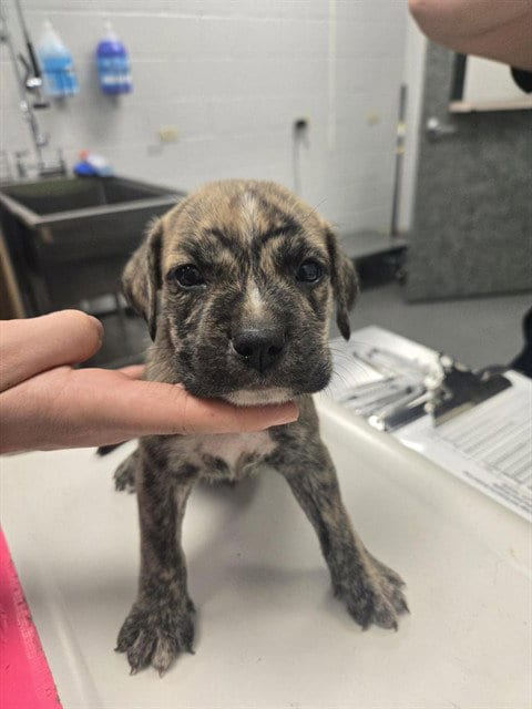 Photo of Eisenhower, adoptable American Pit Bull Terrier in Corpus Christi, Texas