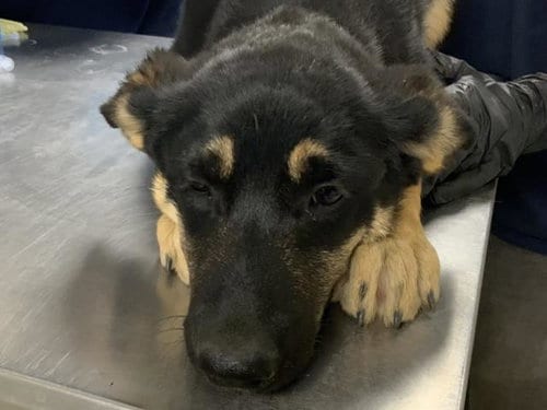 Photo of Dawn Bellwether, adoptable German Shepherd Dog in Visalia, California