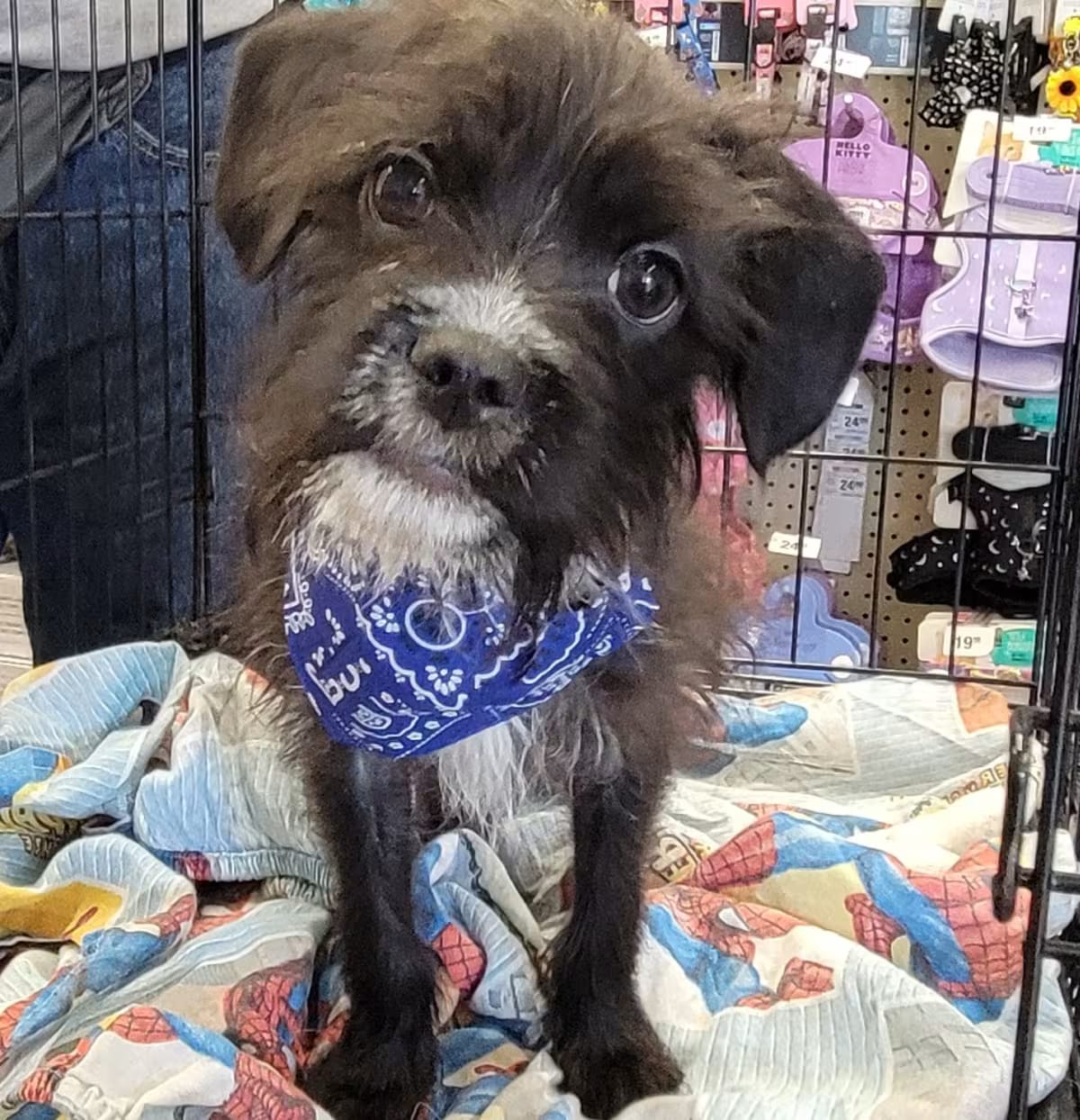 Photo of Georgie, adoptable Shih Tzu/Mixed Breed (Small) in Houston, Texas