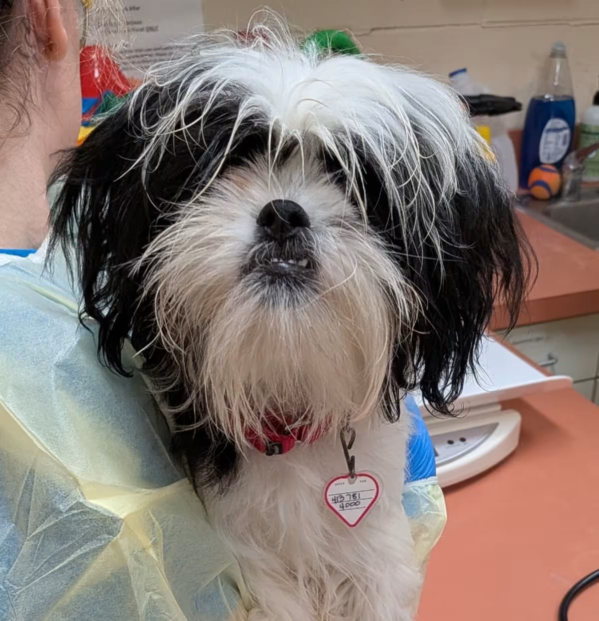 Photo of Teddy, adoptable Shih Tzu in Springfield, Massachusetts