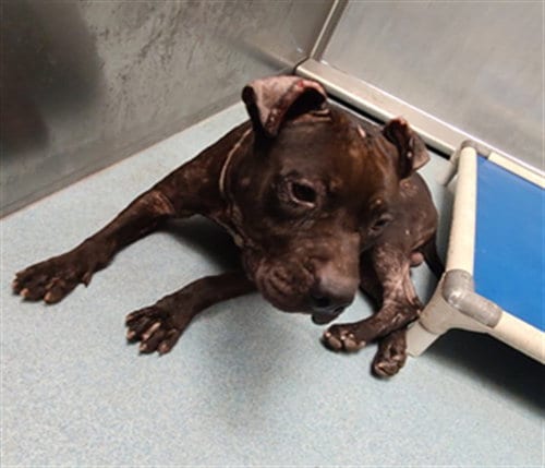 Photo of Apalo, adoptable Pit Bull Terrier in Baldwin Park, California