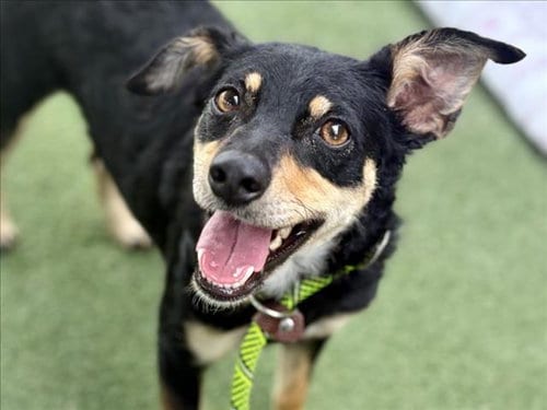 Photo of Cloud, adoptable Tibetan Terrier in Los Angeles, California