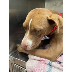 Photo of Side Eye, adoptable American Pit Bull Terrier in Baton Rouge, Louisiana