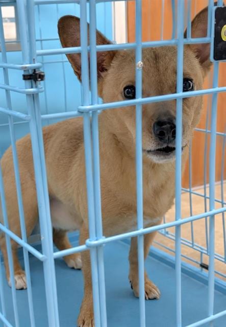 Photo of Arias, adoptable Chihuahua in Houston, Texas