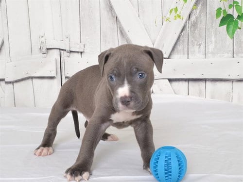 Photo of Dr.Dre, adoptable Pit Bull Terrier in Oroville, California
