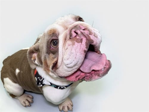 Photo of Dice, adoptable English Bulldog in Ft Lauderdale, Florida