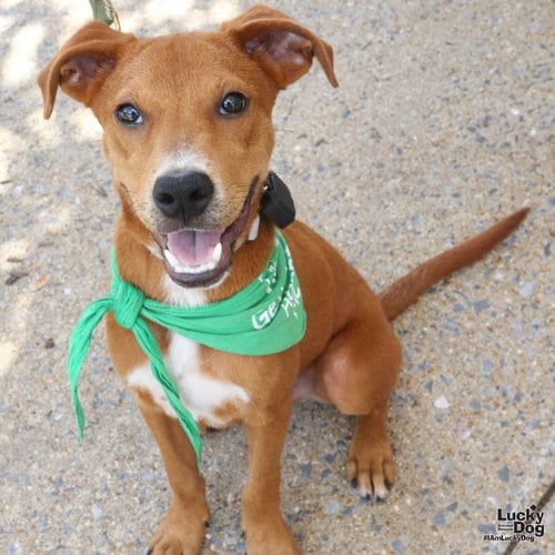 Photo of Huncho, adoptable Labrador Retriever in Washington, District of Columbia