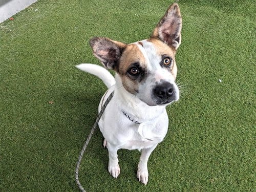Photo of Cayenne, adoptable Queensland Heeler in Phoenix, Arizona
