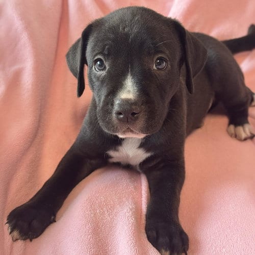 Photo of Justice Pup - Warrant, adoptable Labrador Retriever in San Diego, California