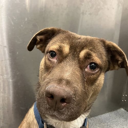 Photo of Peter, adoptable Pit Bull Terrier in Dallas, Texas