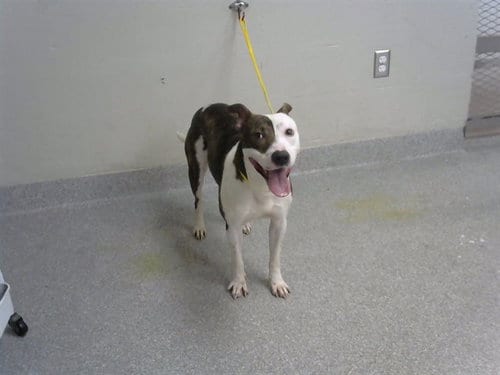 Photo of Maverick, adoptable Staffordshire Bull Terrier in Pasadena, Texas