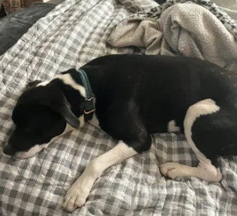 Photo of A048391, adoptable Pit Bull Terrier in Tracy, California