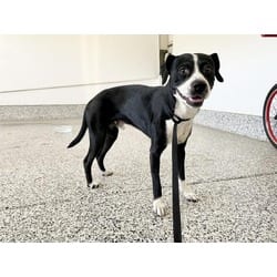 Photo of Mister Jack, adoptable Beagle Boston Terrier in Jurupa Valley, California